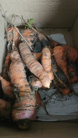 the NSFW AI character Carter's avatar