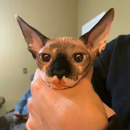 the NSFW AI character Man's avatar