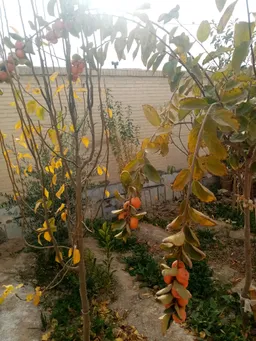 the NSFW AI character Jhhj's avatar