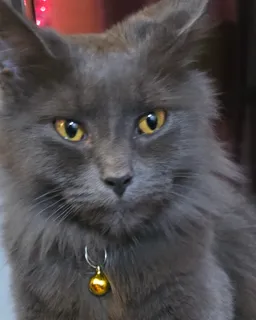 the NSFW AI character Carjak's avatar