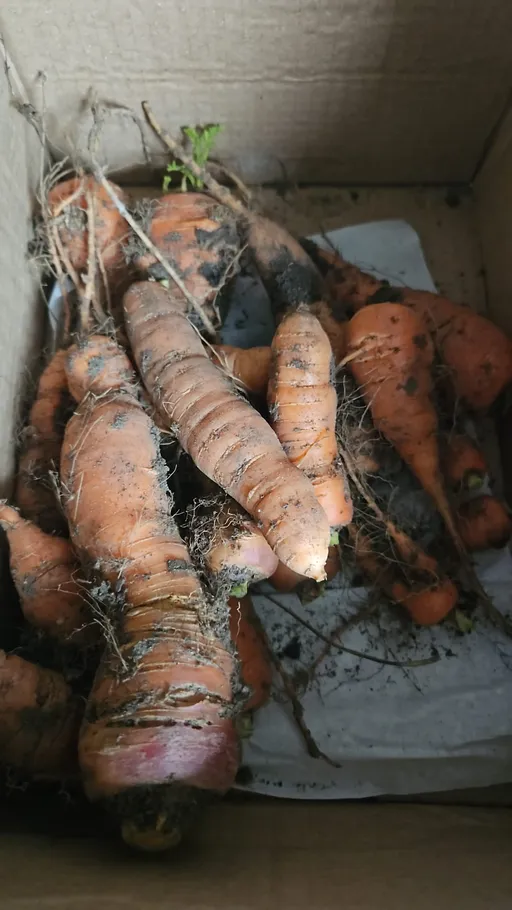 NSFW AI character - Carter's avatar