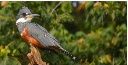 NSFW AI character - NOse's avatar