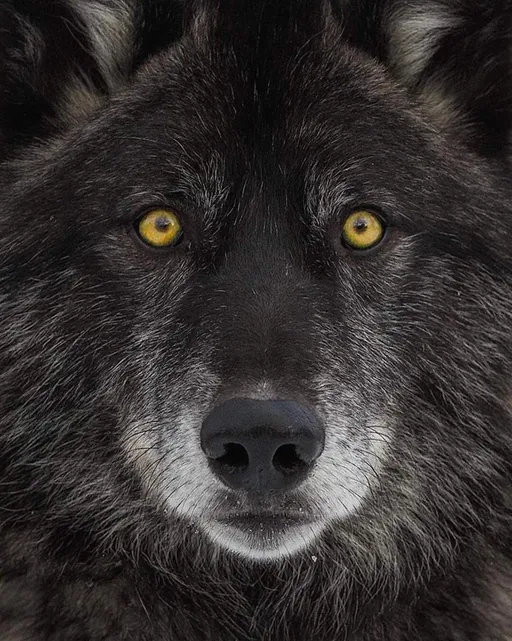 NSFW AI character - Greg's avatar